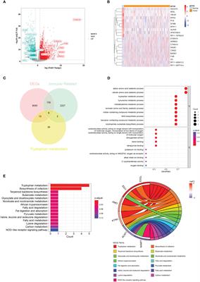 Identification of tryptophan metabolism- and immune-related genes signature and prediction of immune infiltration landscape in bladder urothelial carcinoma